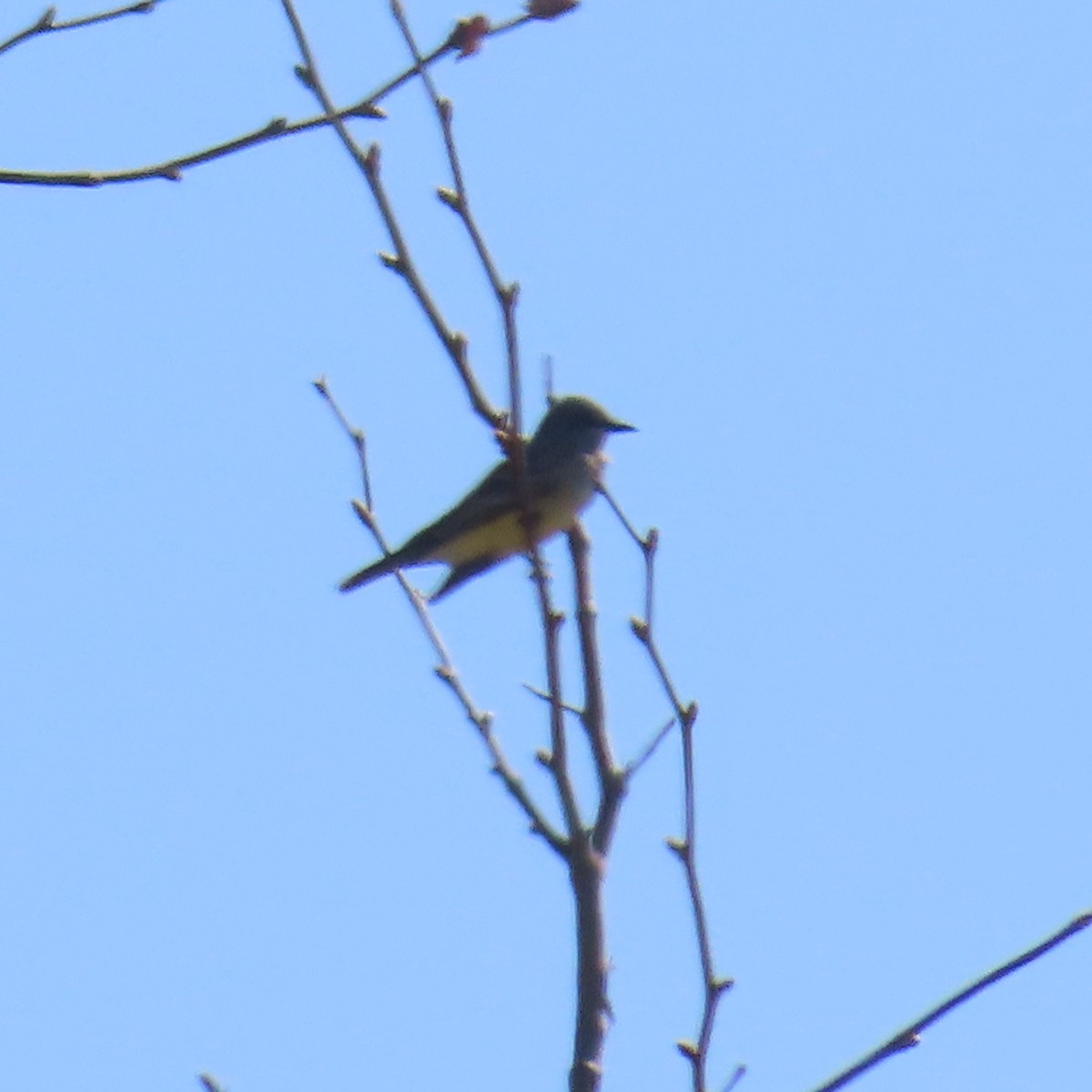yellow-bellied kingbird sp. - ML615196703