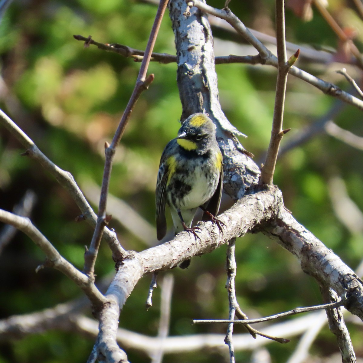 Yellow-rumped Warbler (Audubon's) - Richard Fleming