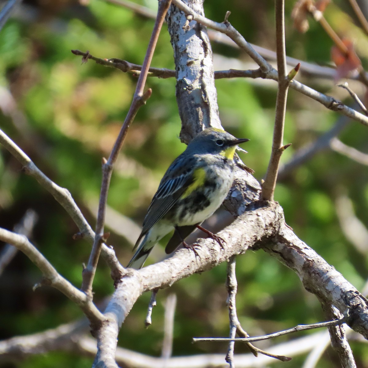 Yellow-rumped Warbler (Audubon's) - Richard Fleming