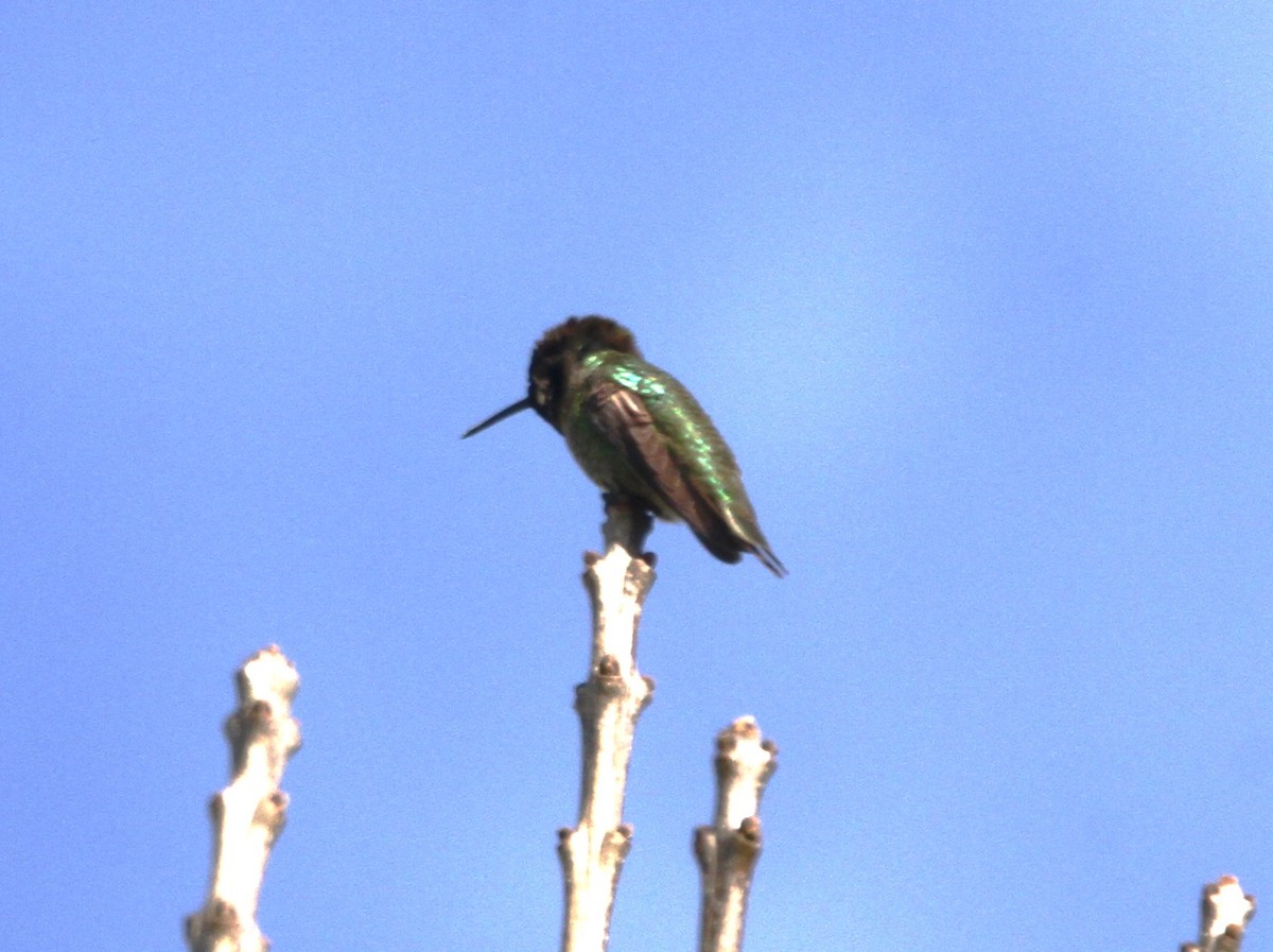 Anna's Hummingbird - ML615196736