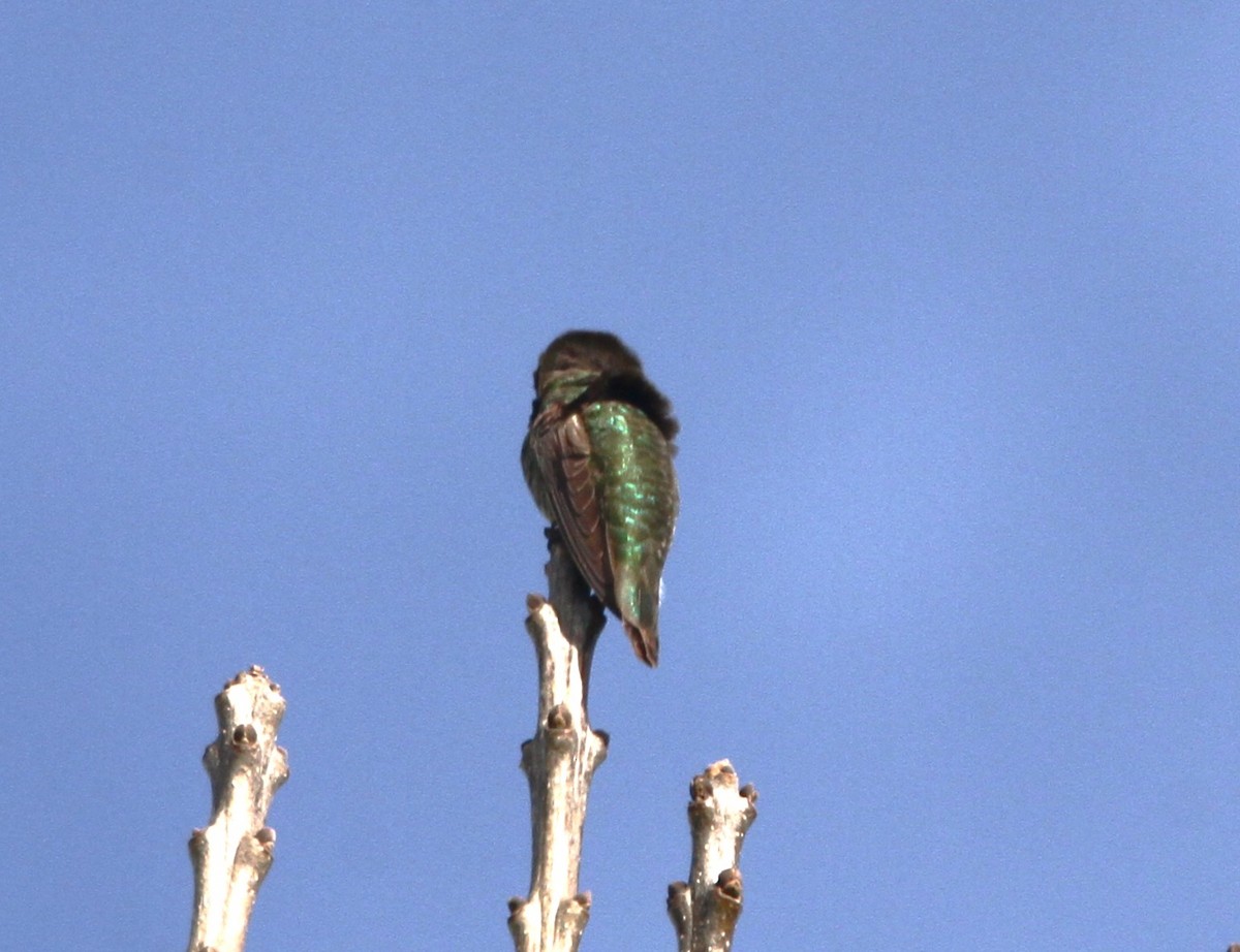 Anna's Hummingbird - ML615196748