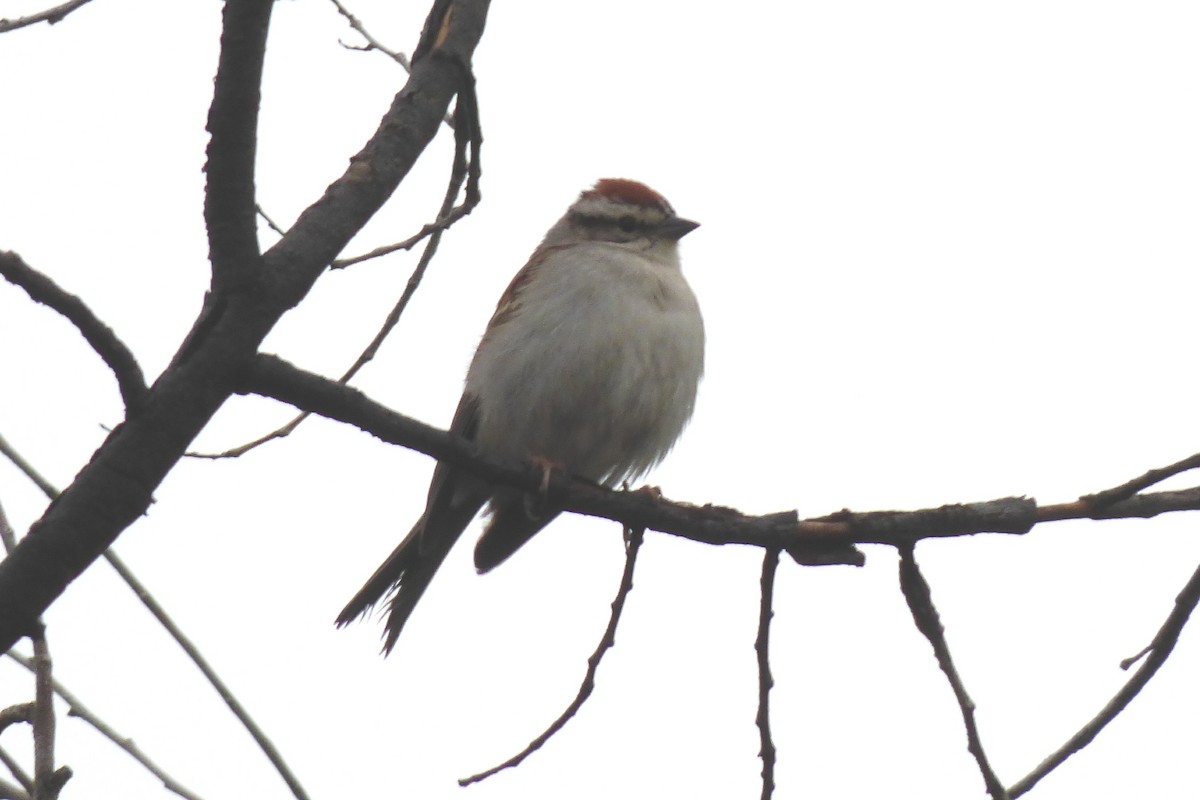 Chipping Sparrow - ML61519681