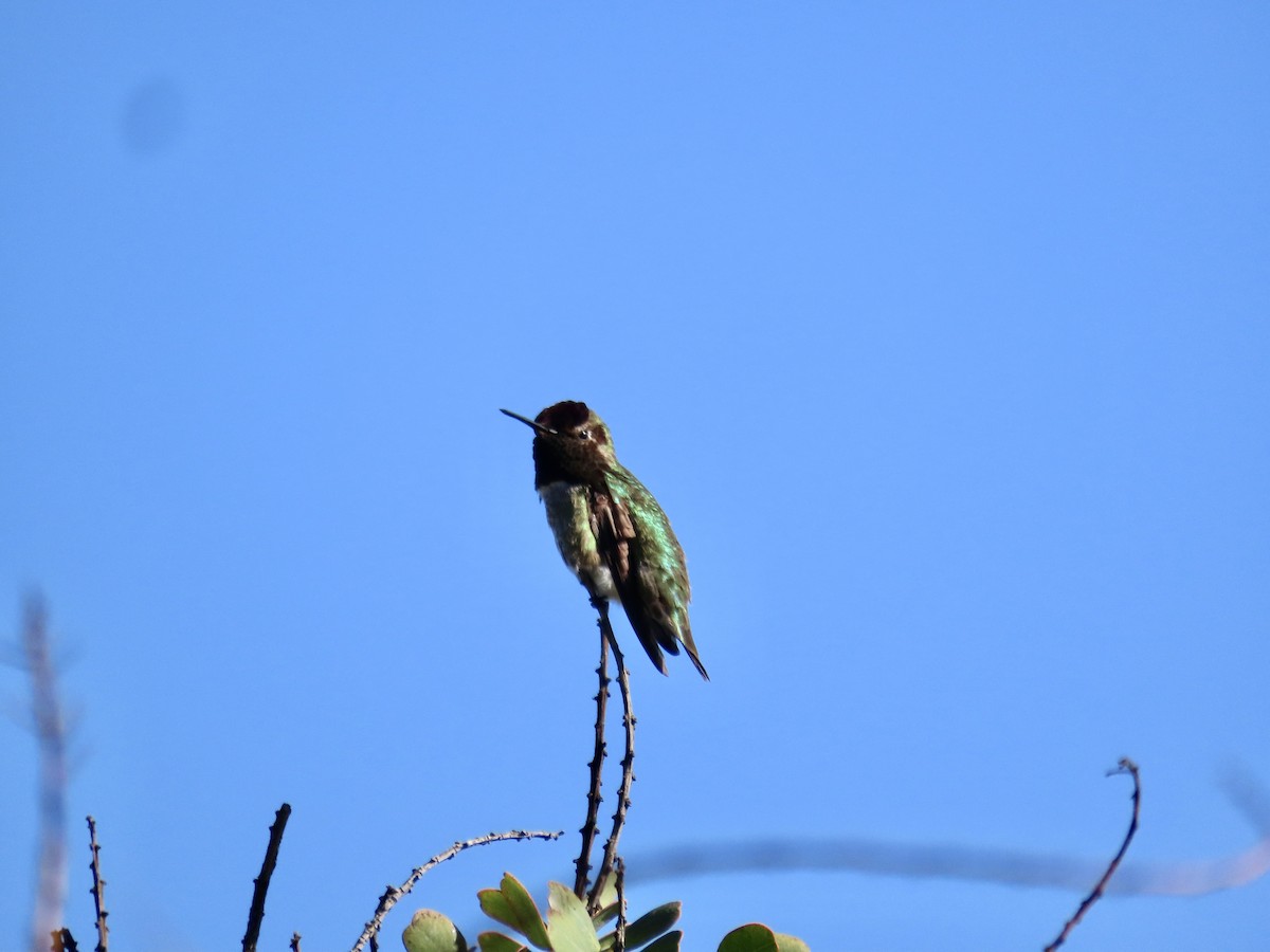 Anna's Hummingbird - ML615196835
