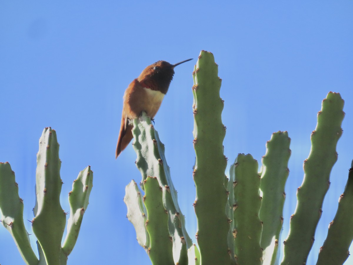 Allen's Hummingbird - Craig Watson