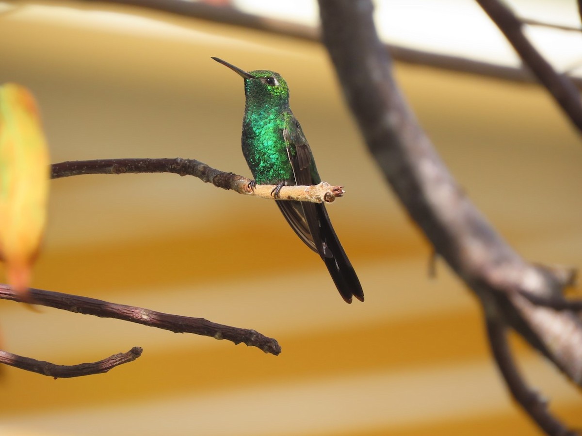 kolibřík kubánský - ML615196985