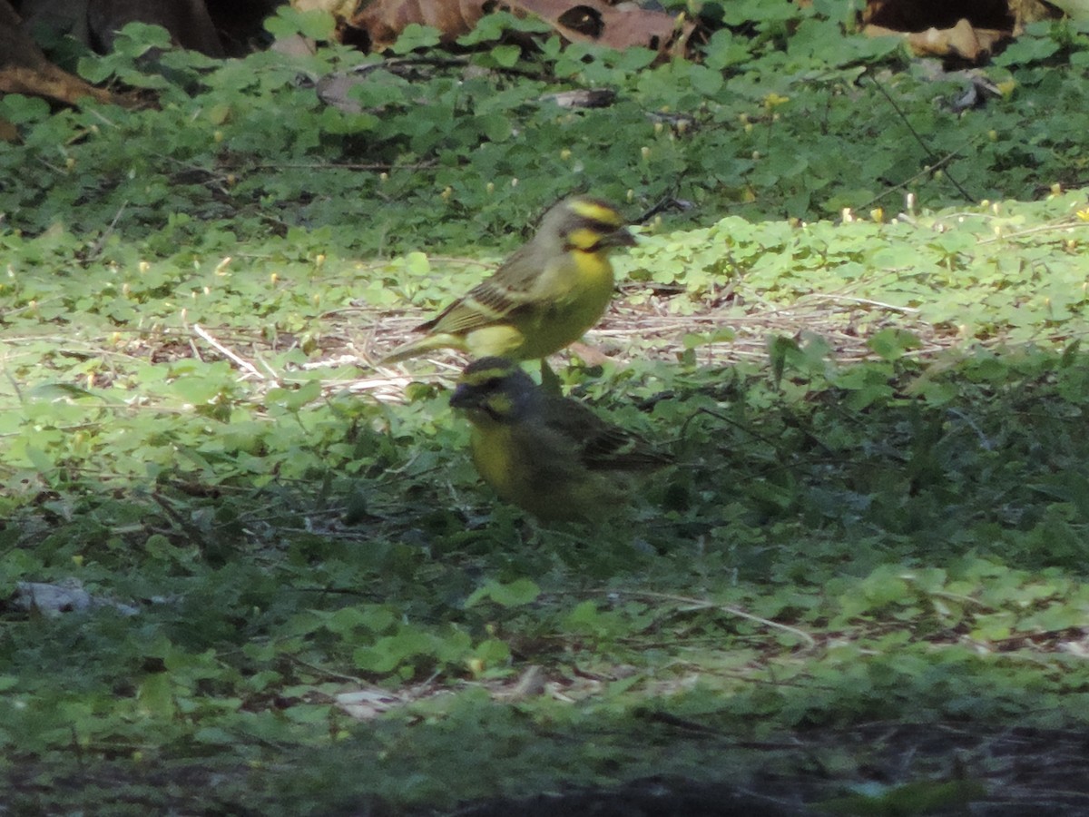 Yellow-fronted Canary - ML615197498