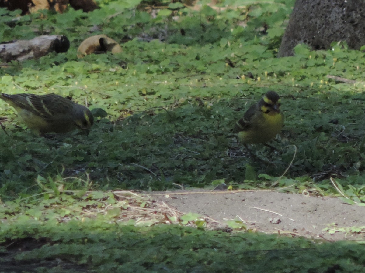 Yellow-fronted Canary - ML615197500