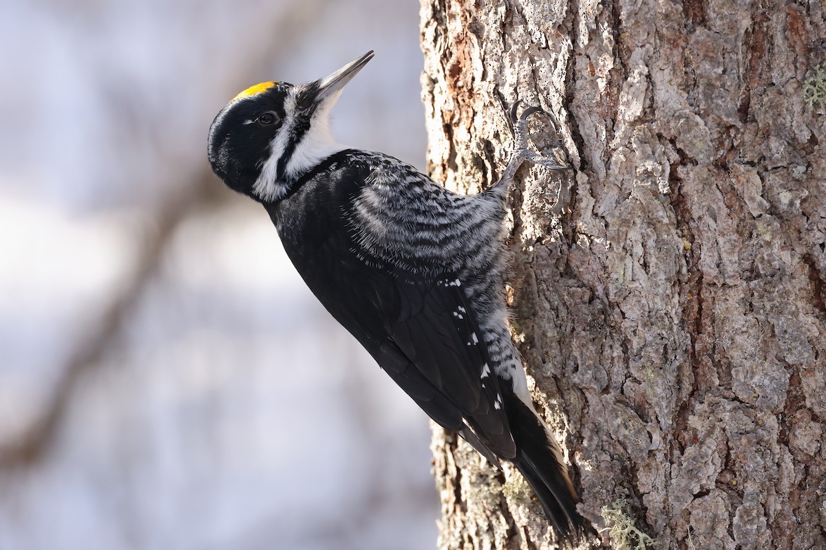 Black-backed Woodpecker - ML615197818