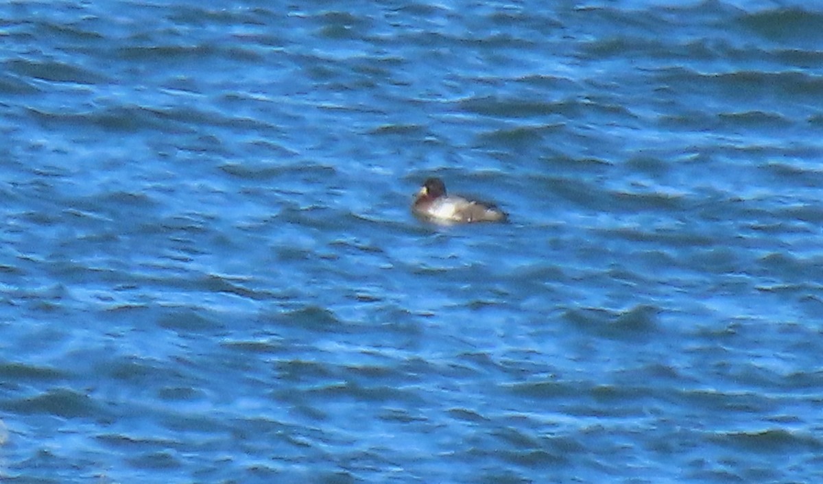 Greater Scaup - ML615198180