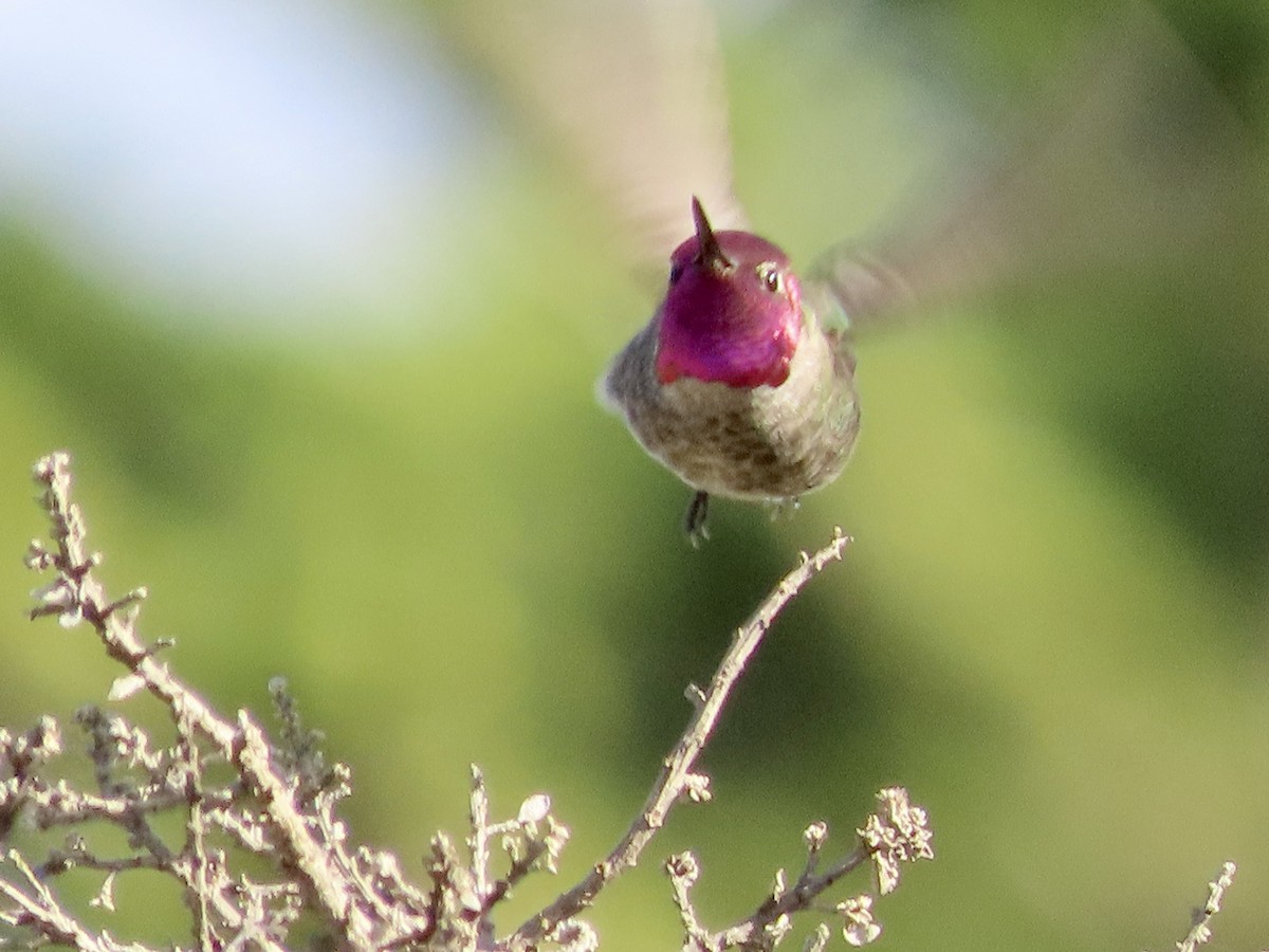Anna's Hummingbird - ML615198308