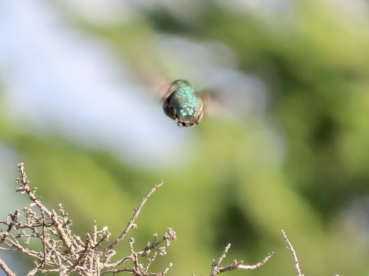 Anna's Hummingbird - ML615198309