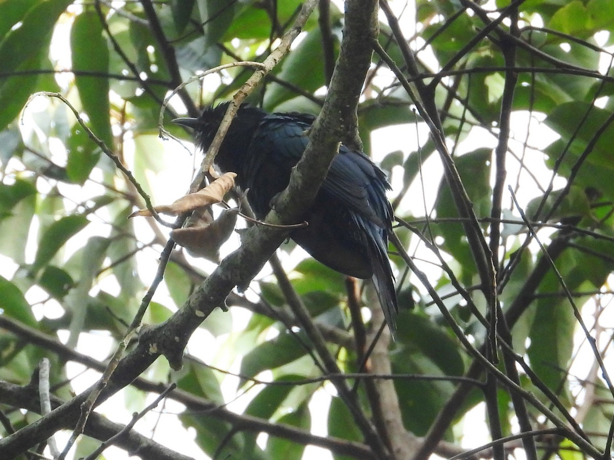 Square-tailed Drongo-Cuckoo - ML615198310