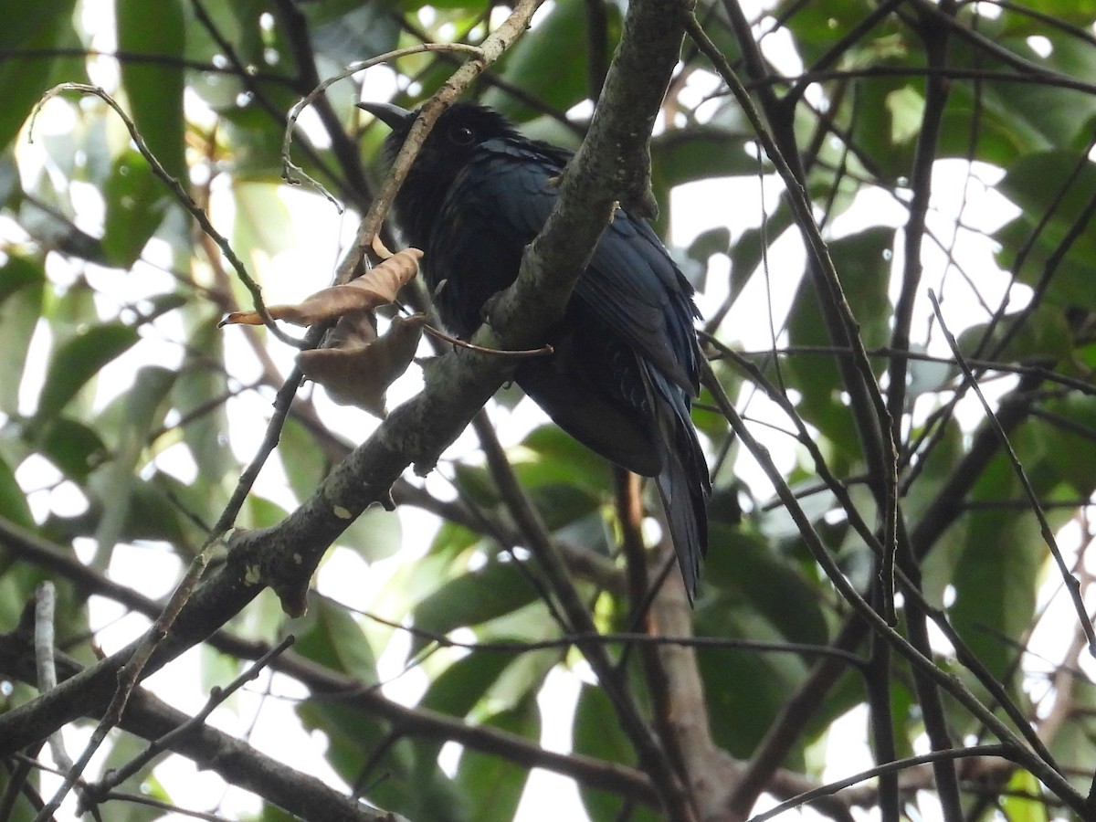 Square-tailed Drongo-Cuckoo - ML615198311