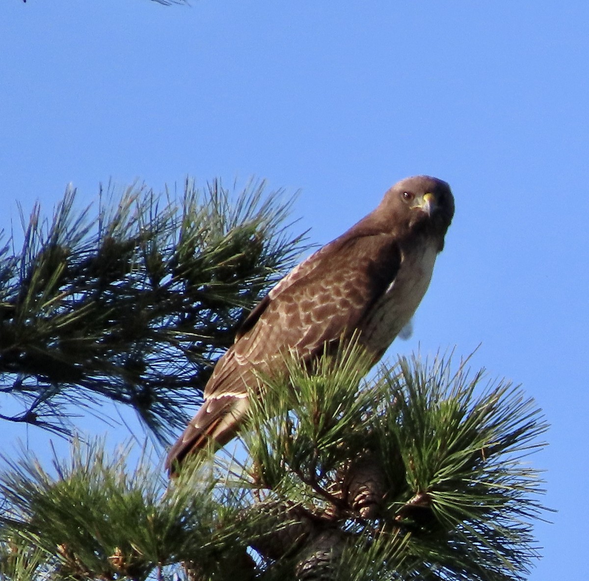 Red-tailed Hawk - ML615198357
