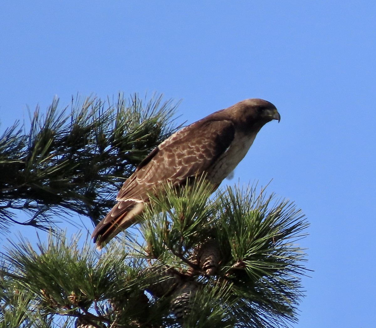 Red-tailed Hawk - George Chrisman