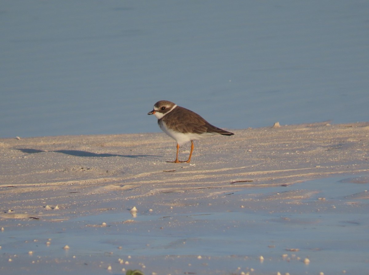 Semipalmated Plover - ML615198381