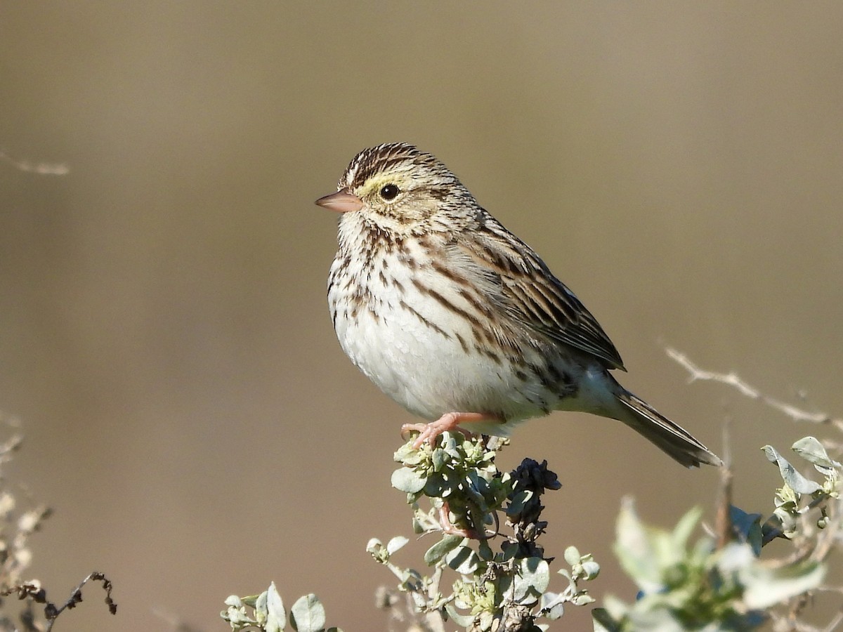 Savannah Sparrow - ML615198470