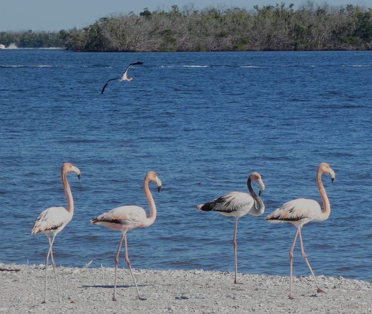 Minnesota eBird Checklist - 22 Feb 2024 - Skimmer Island - 13 species