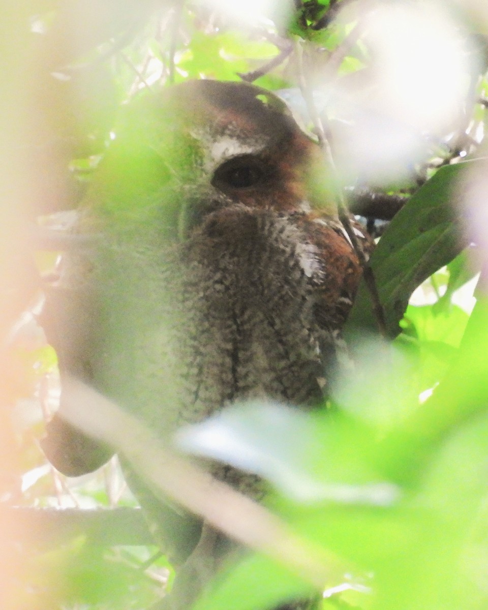 Puerto Rican Owl - ML615198762