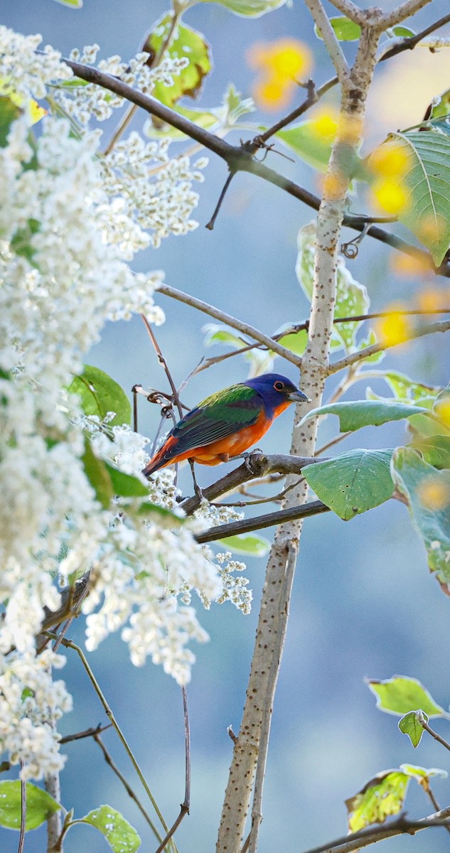Painted Bunting - ML615199000