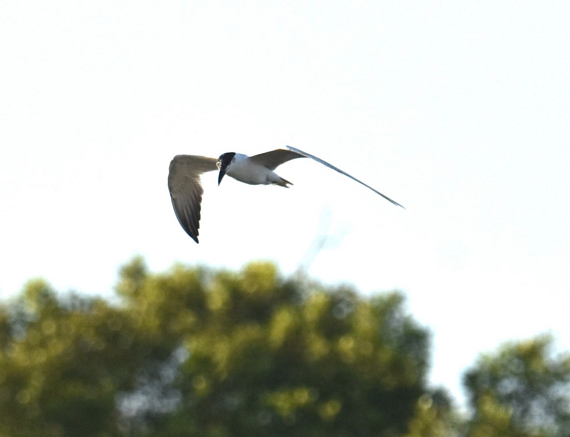 Australian Tern - ML615199151