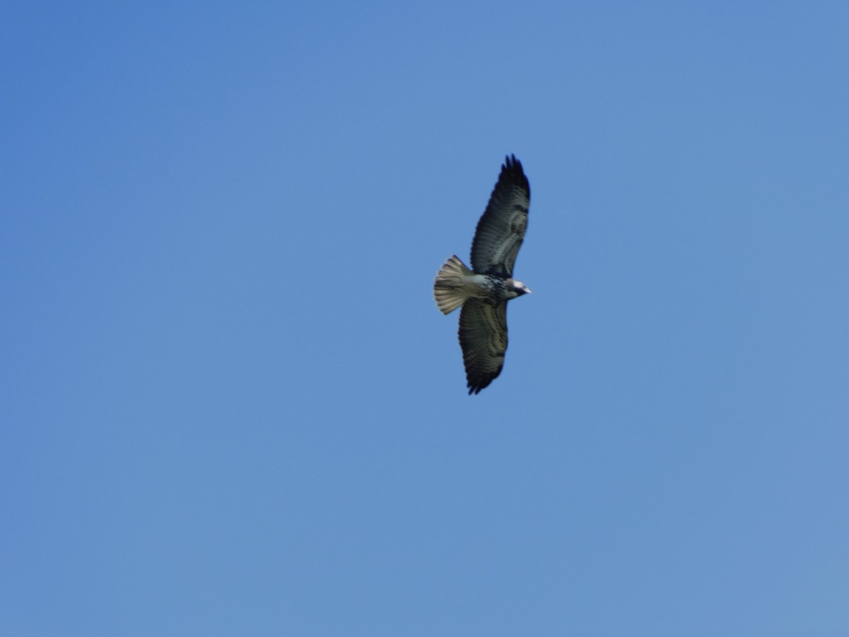 White-tailed Hawk - ML615199280