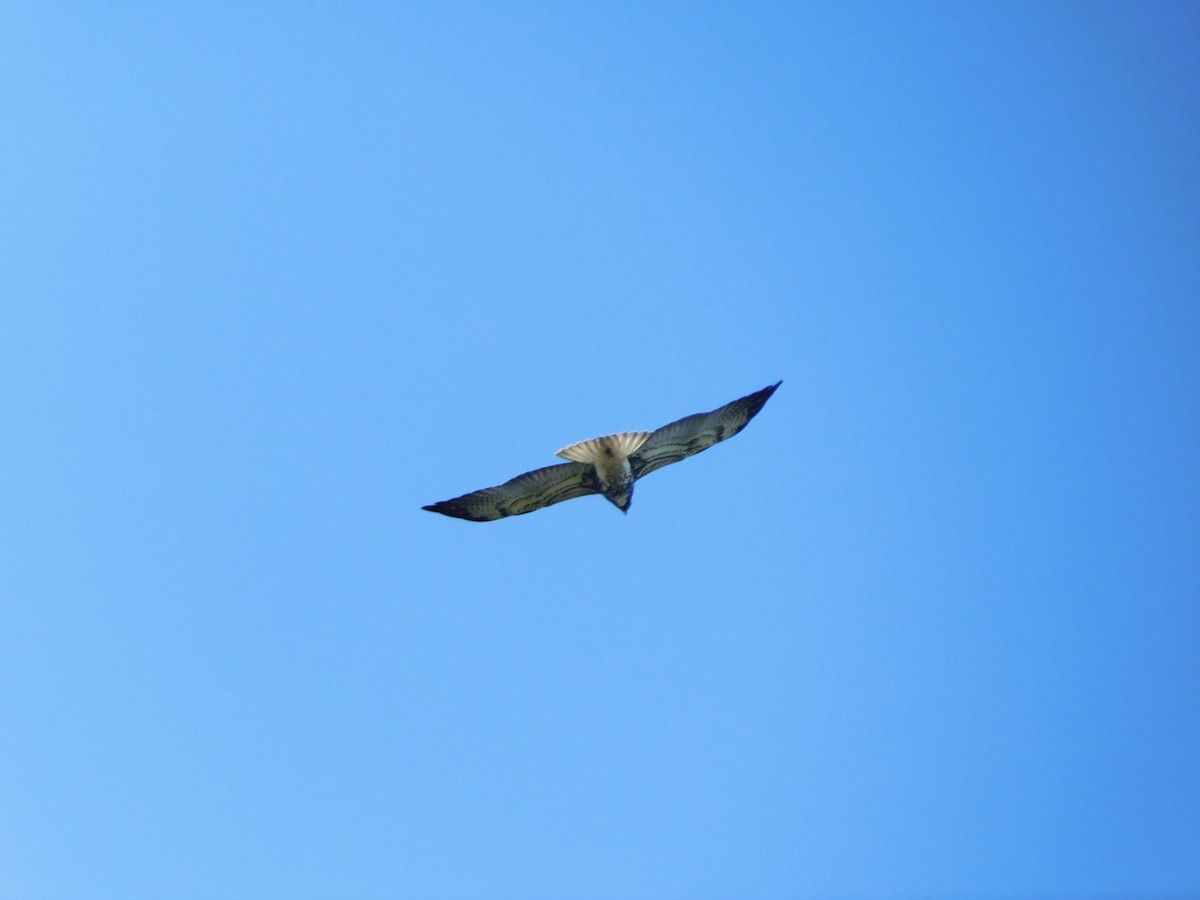 White-tailed Hawk - ML615199283