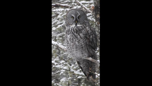 Great Gray Owl - ML615199416