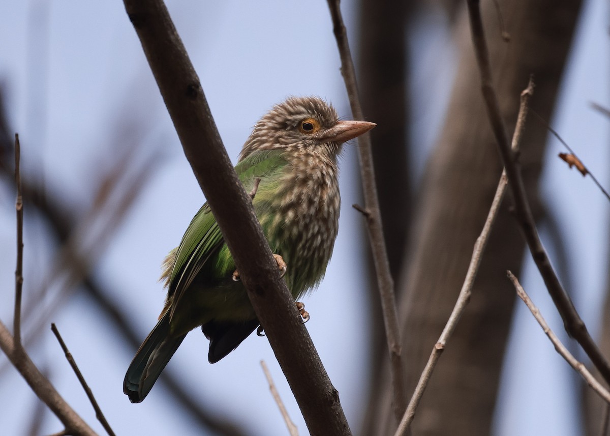 Lineated Barbet - ML615199417