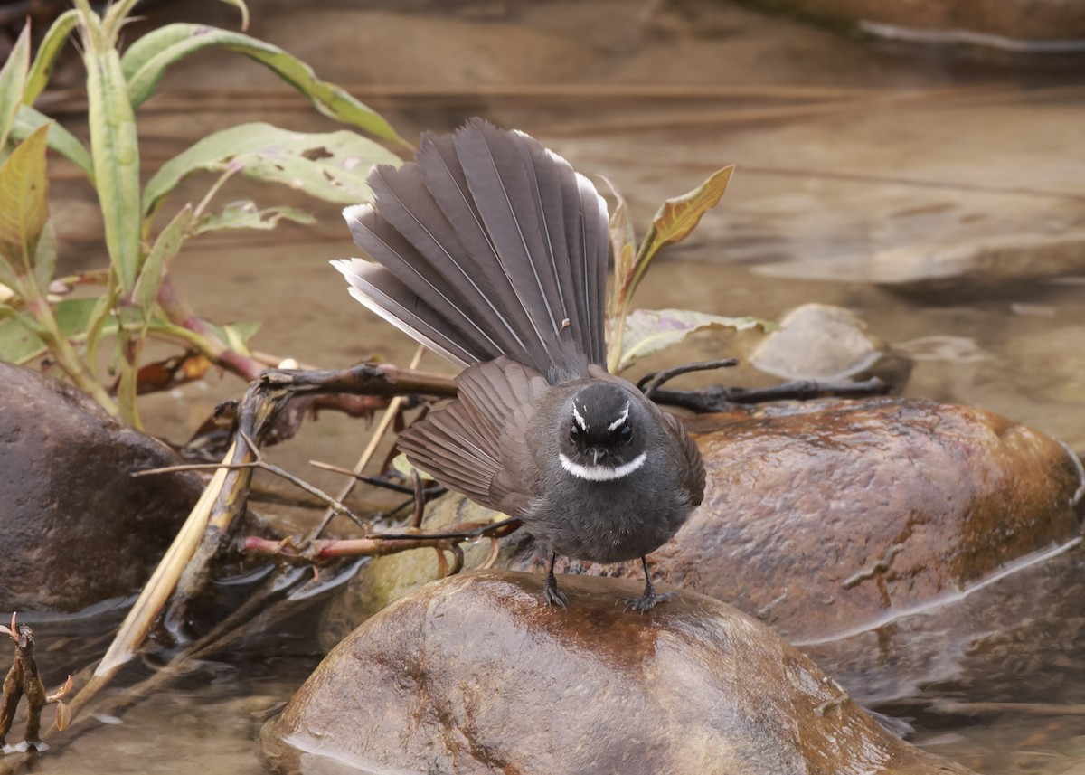 White-throated Fantail - ML615199427