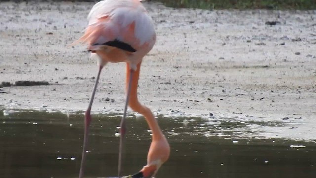 Amerika Flamingosu - ML615199431