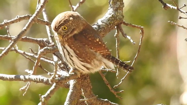 Northern Pygmy-Owl - ML615199478