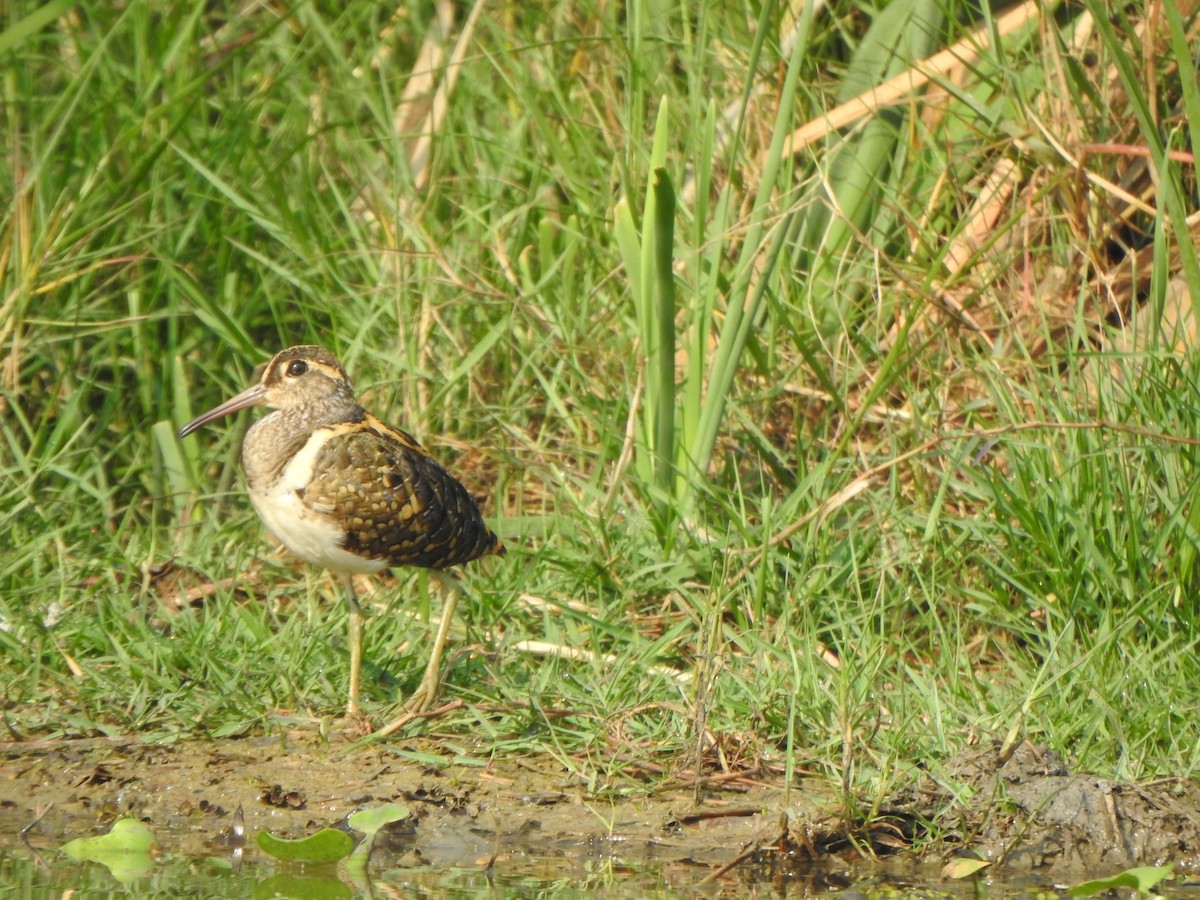 Greater Painted-Snipe - ML615199580