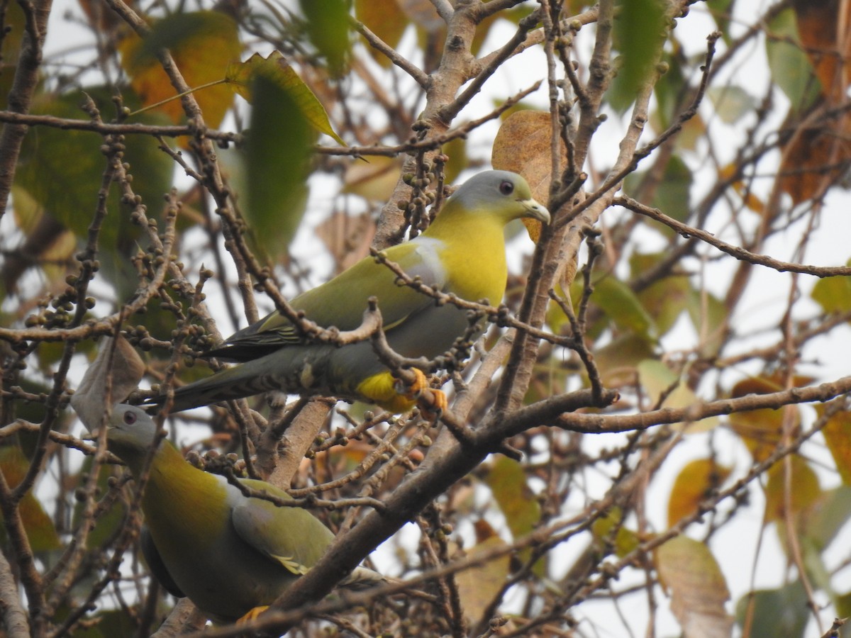 Yellow-footed Green-Pigeon - ML615199666