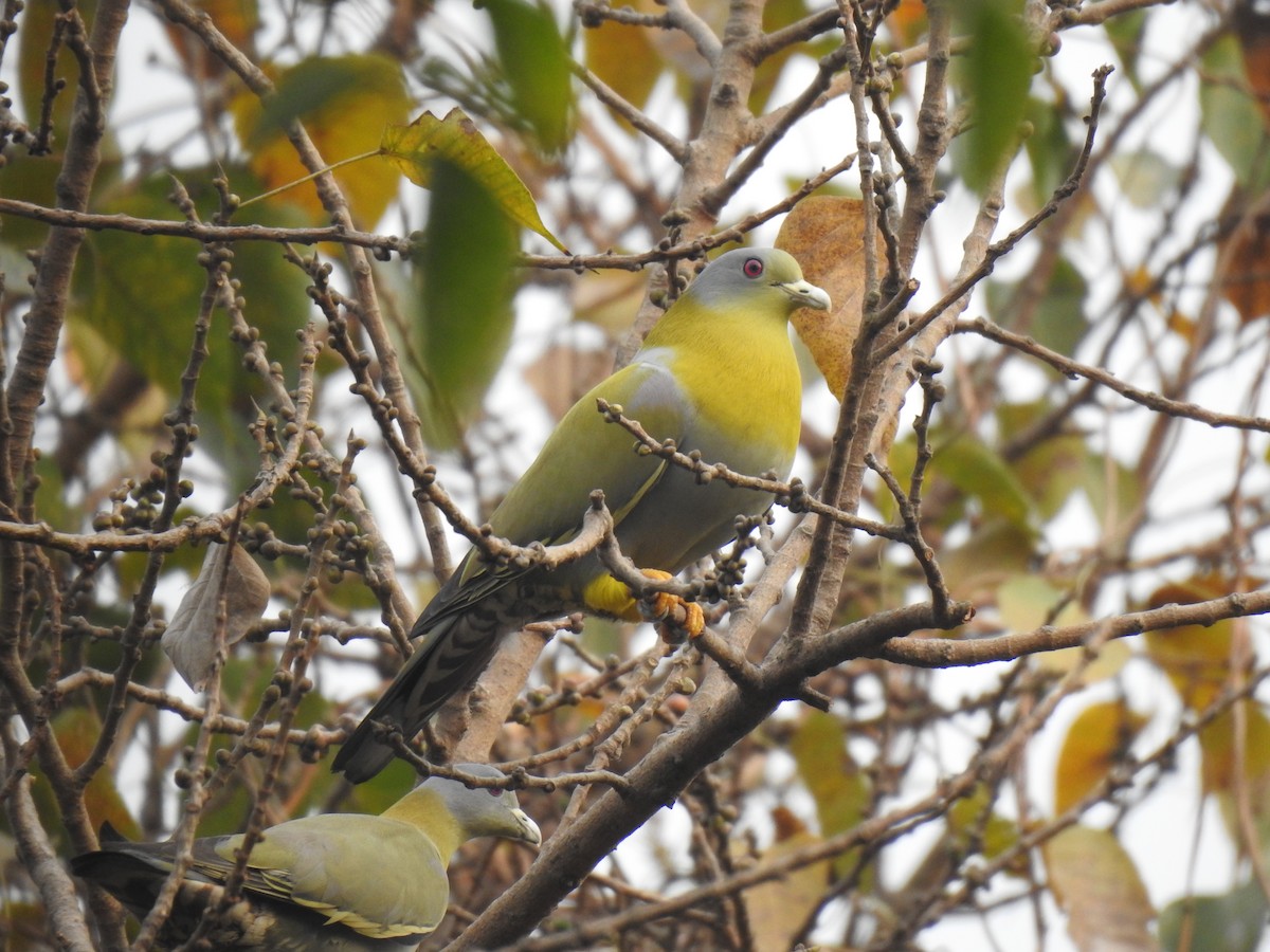 Yellow-footed Green-Pigeon - ML615199674
