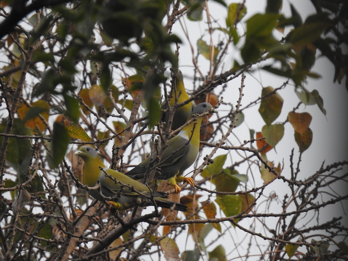 Yellow-footed Green-Pigeon - ML615199679