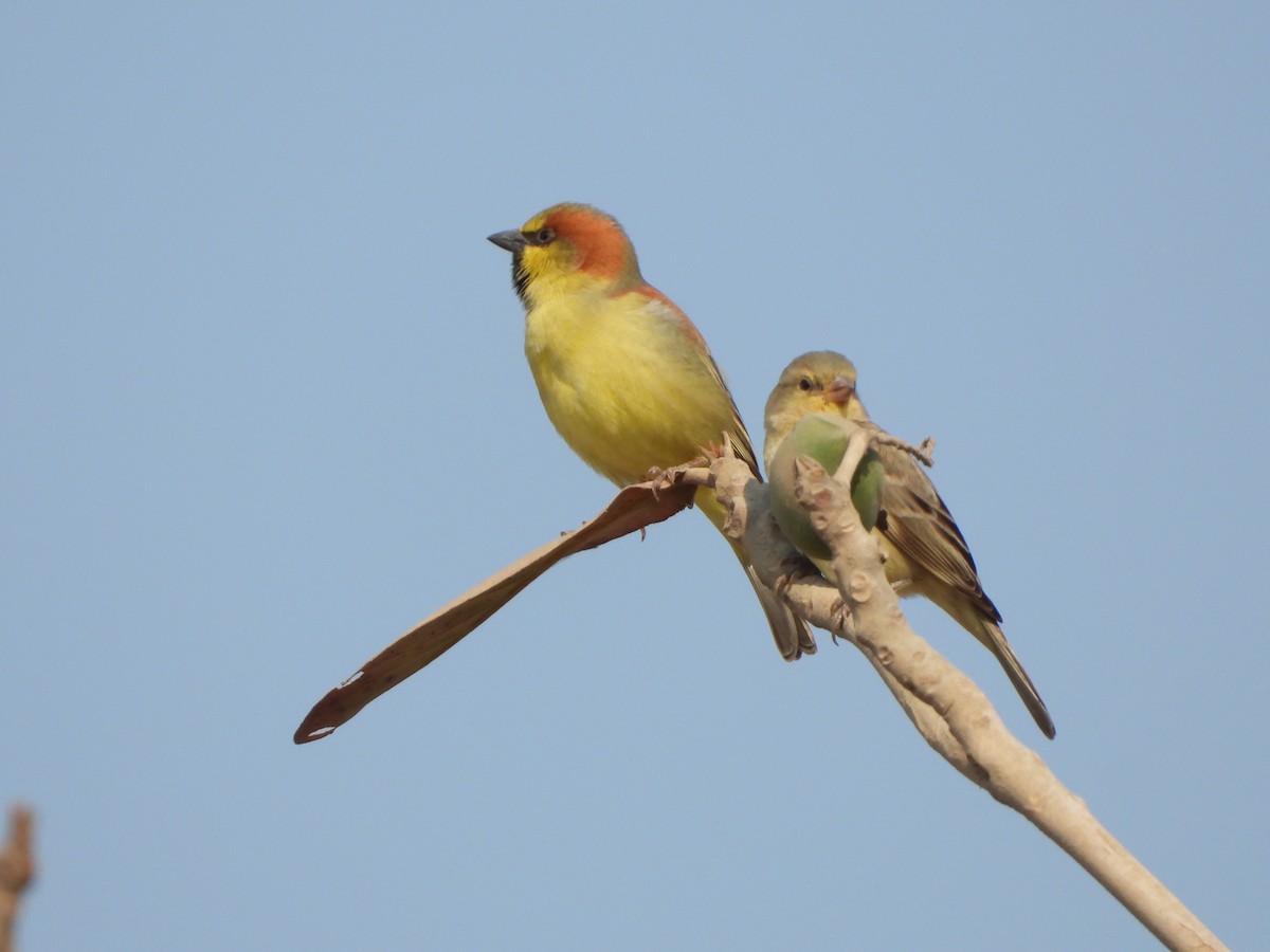 Plain-backed Sparrow - Tin Myo Linn