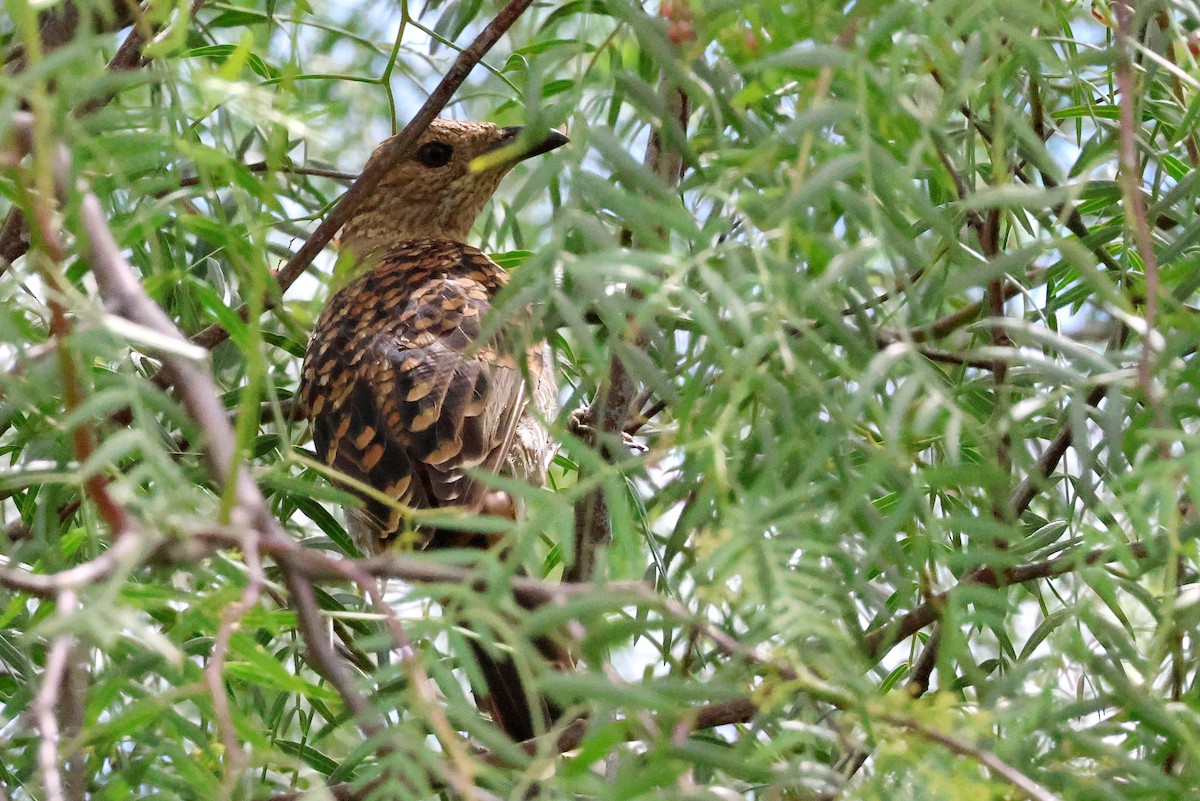 Spotted Bowerbird - Lorix Bertling