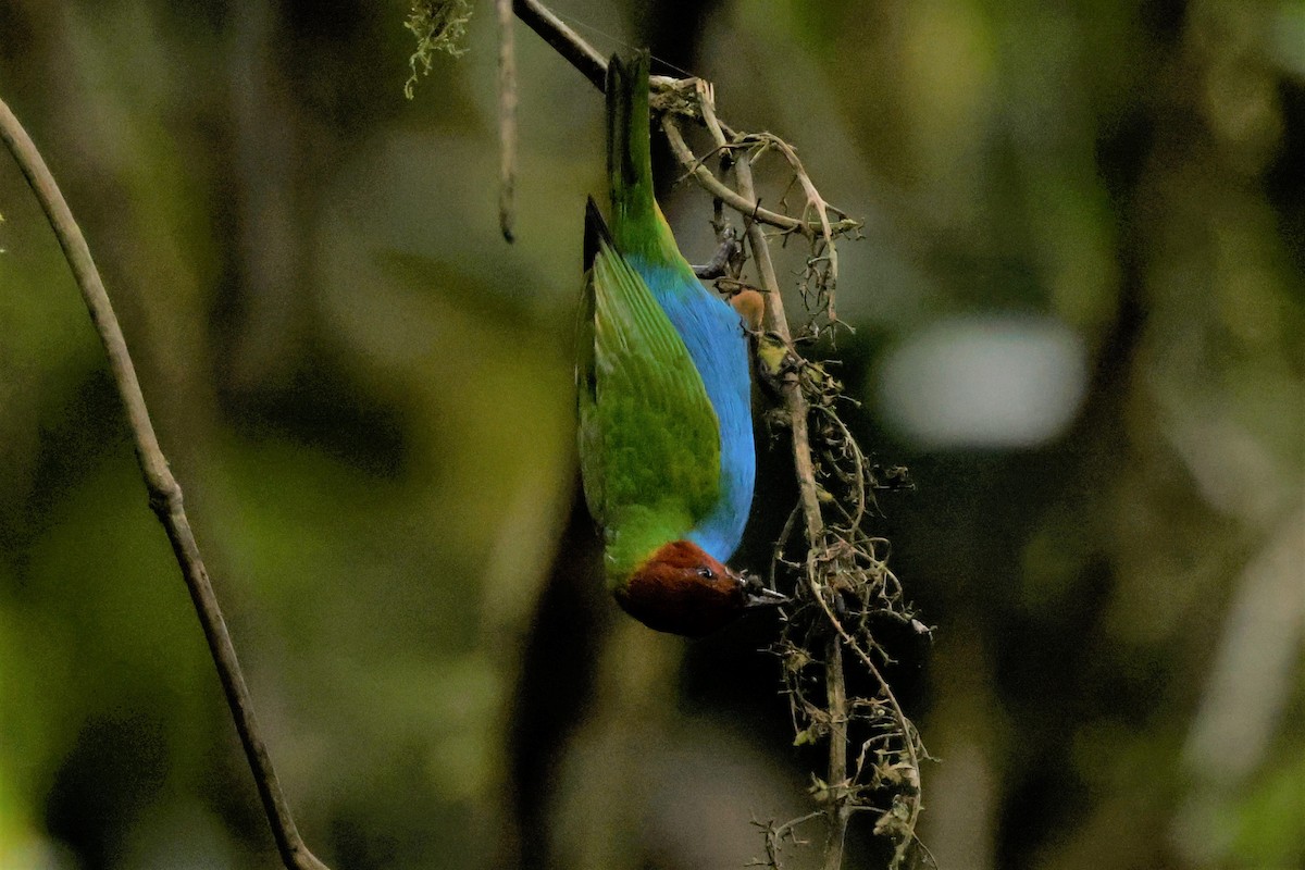 Bay-headed Tanager (Bay-and-blue) - ML615199974