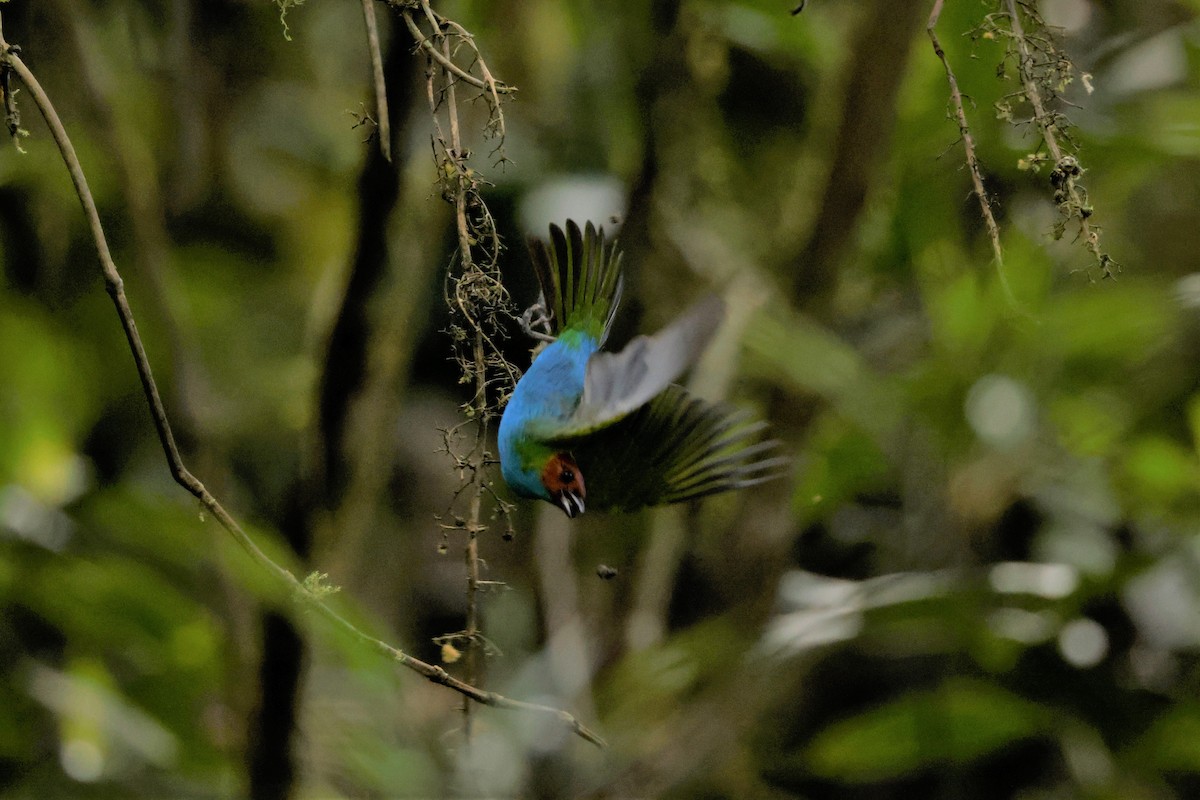 Bay-headed Tanager (Bay-and-blue) - Russ Namitz