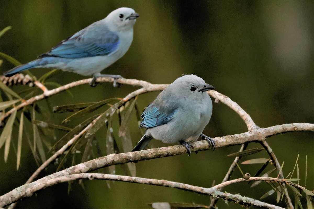 Blue-gray Tanager (Blue-gray) - ML615200023