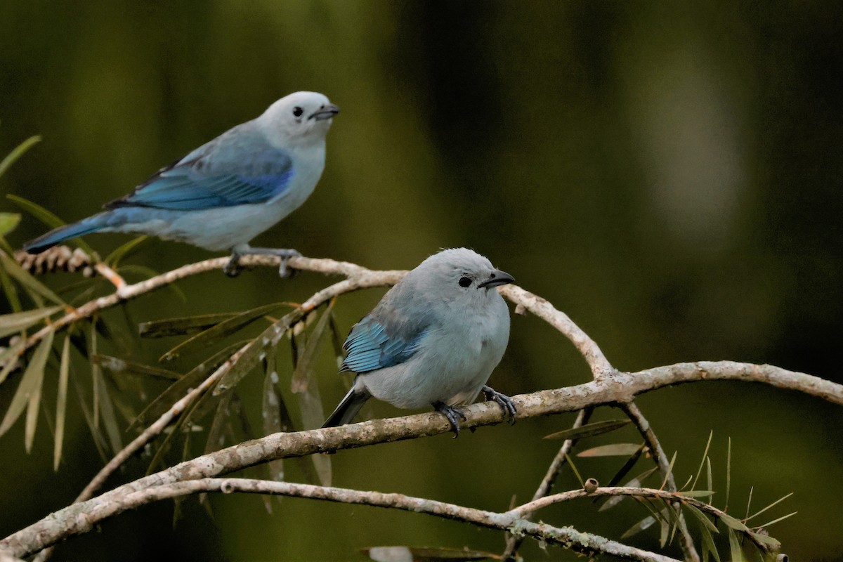 Blue-gray Tanager (Blue-gray) - ML615200024