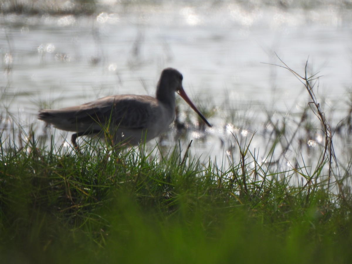 Spotted Redshank - ML615200080