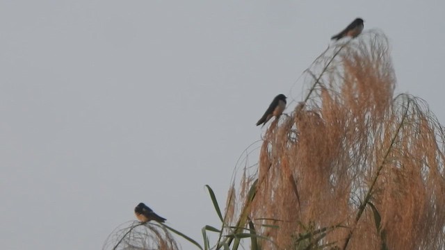 Barn Swallow - ML615200162