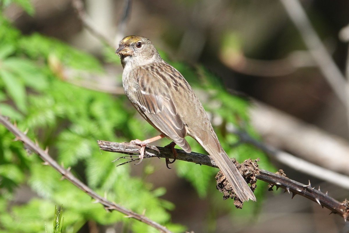 Golden-crowned Sparrow - ML615200281