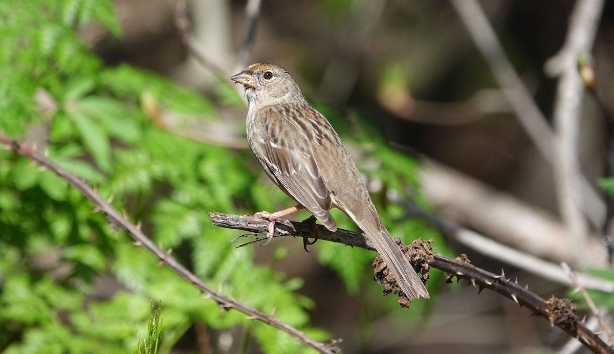 Golden-crowned Sparrow - Monica P