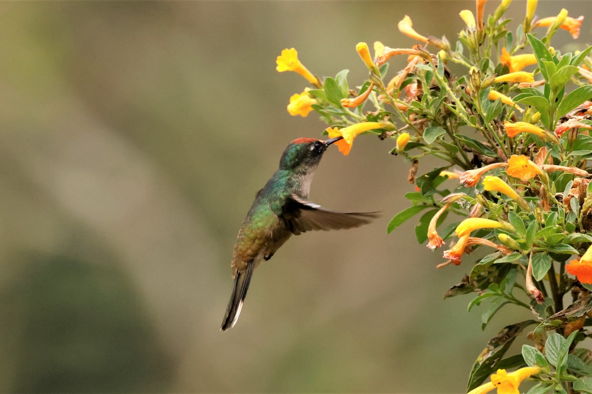 kolibřík čepičatý - ML615200718