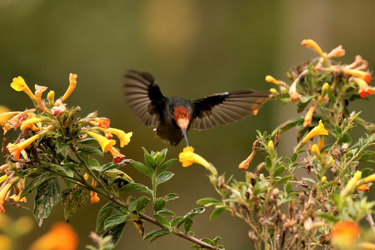 kolibřík čepičatý - ML615200721