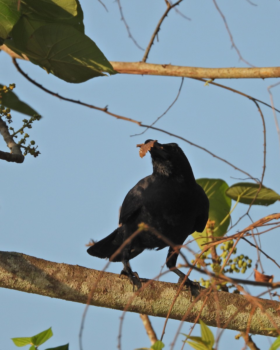 Large-billed Crow (Indian Jungle) - ML615200841