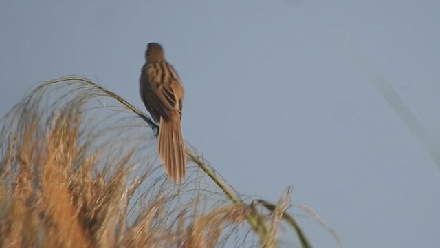 Striated Grassbird - ML615200894